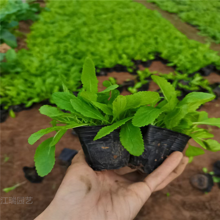 青州地被鼠尾草价格 蓝花鼠尾草基地 鼠尾草现货供应 欢迎选购
