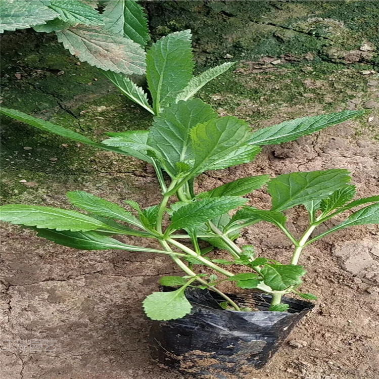 江瑞马鞭草培育基地 柳叶马鞭草批发价格 多芽马鞭草现货供应 欢迎选购