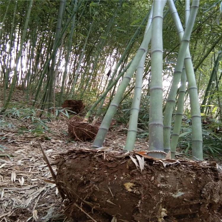 绿化竹子批发 山东竹子小苗 竹子厂家直供 江瑞园艺苗圃直供