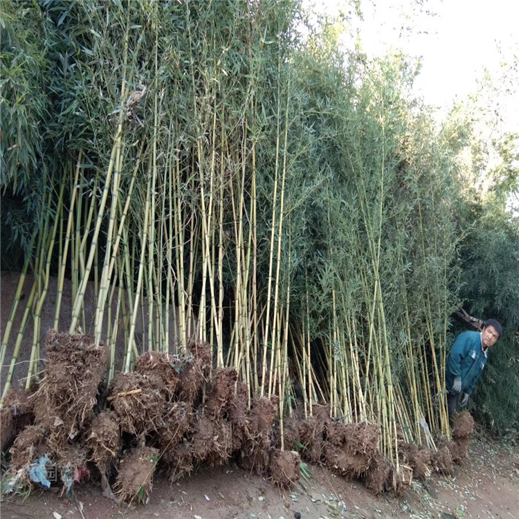 竹子培育基地 毛竹价格 早园竹批发 竹子现货供应 欢迎致电咨询