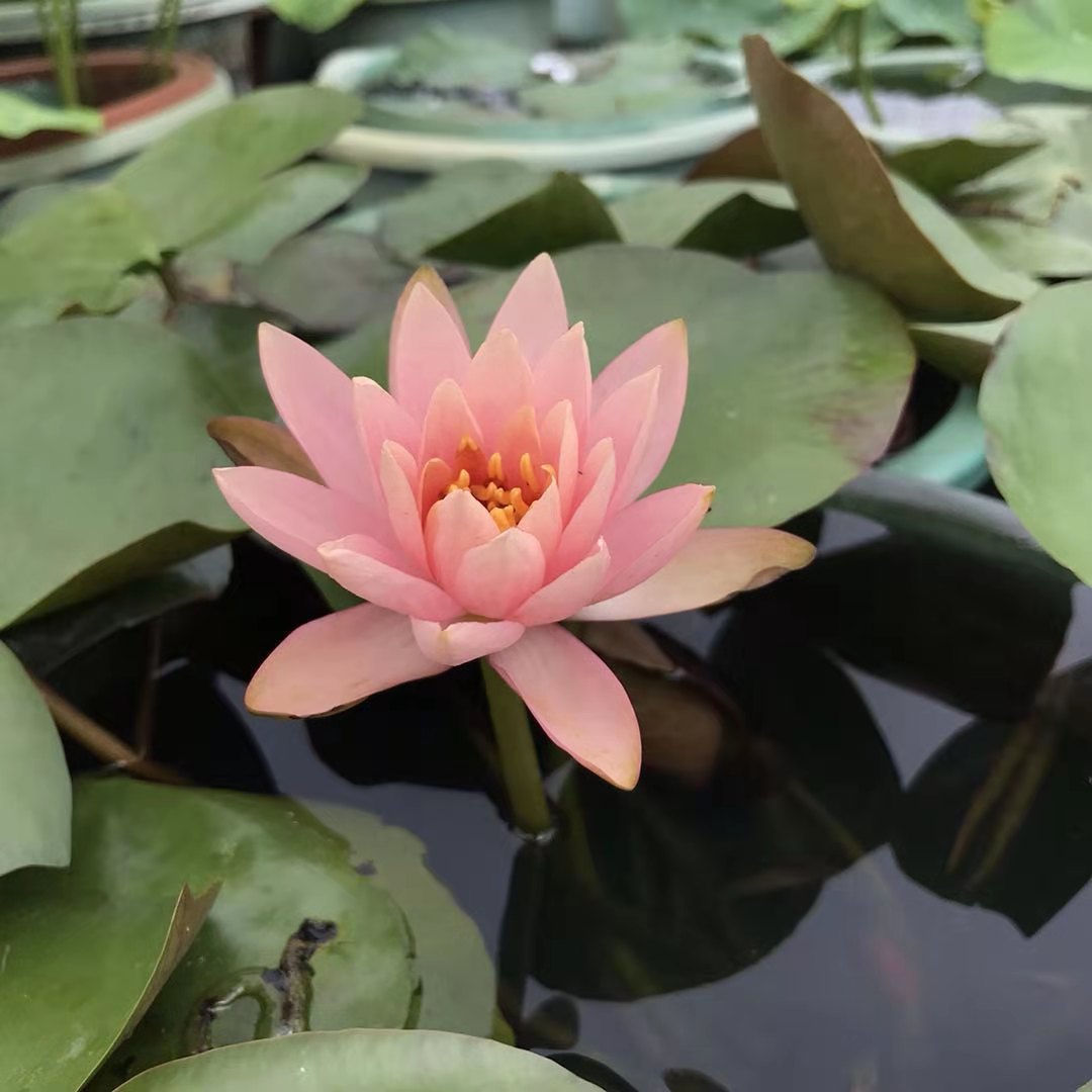 山东水生植物基地 睡莲 大量供应睡莲  花姿楚楚动人