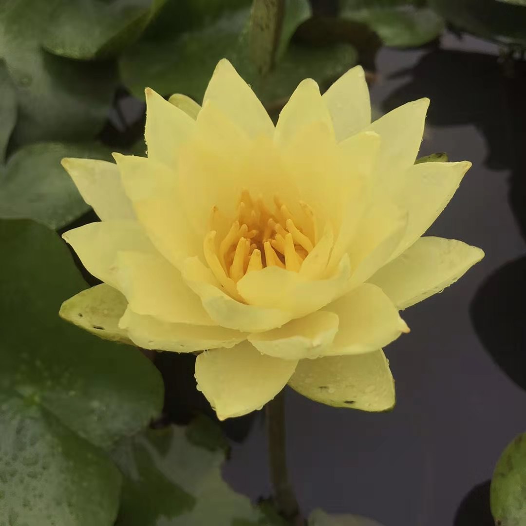 水生植物种植基地 睡莲 睡莲供应商  花色绚丽多彩