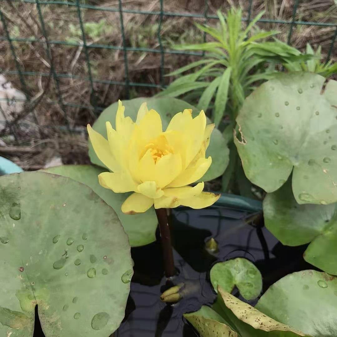 水生植物种植基地 观赏植物睡莲 大量供应睡莲  观赏水生花卉