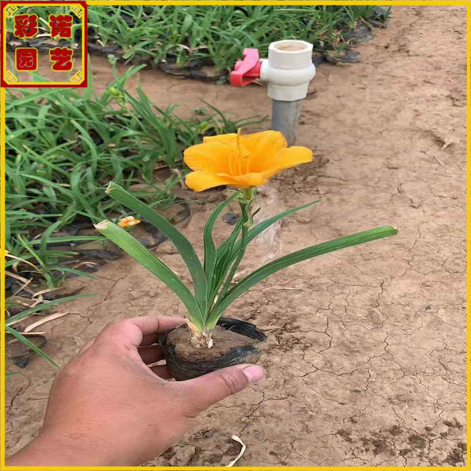 基地大量供应红宝石萱草小苗 青州附近的大花萱草小苗供应商 黄花萱草