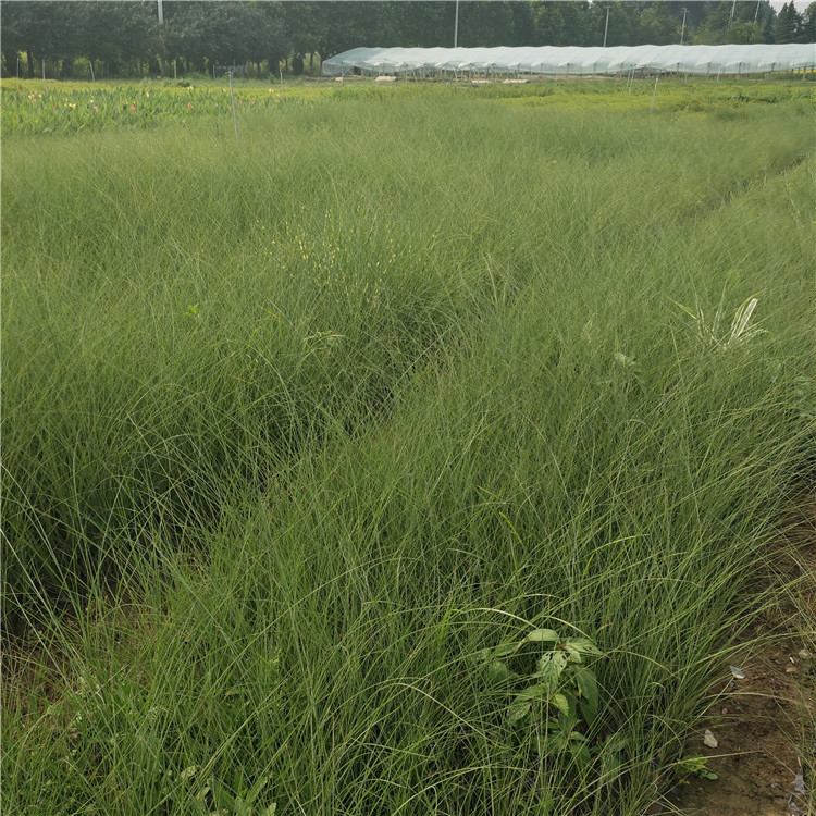 青州草花狼尾草苗批发 狼尾草苗绿化植被