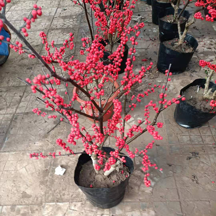 观赏树种 山东北美冬青供应商 宇宙花卉苗木批发