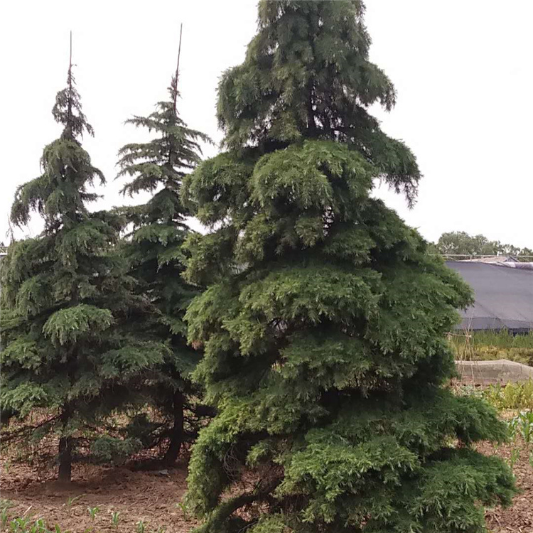 山东雪松树苗种植基地 雪松批发 量大价优