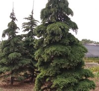 山东雪松树苗种植基地 雪松批发 量大价优