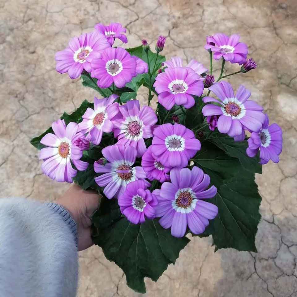 瓜叶菊价格 山东瓜叶菊小苗批发 瓜叶菊基地