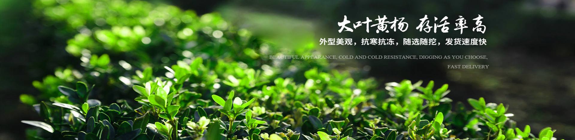 洛阳林祥园林绿化有限公司 主营产品