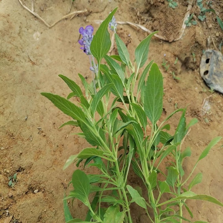 现起苗鼠尾草 宿根鼠尾草幼苗