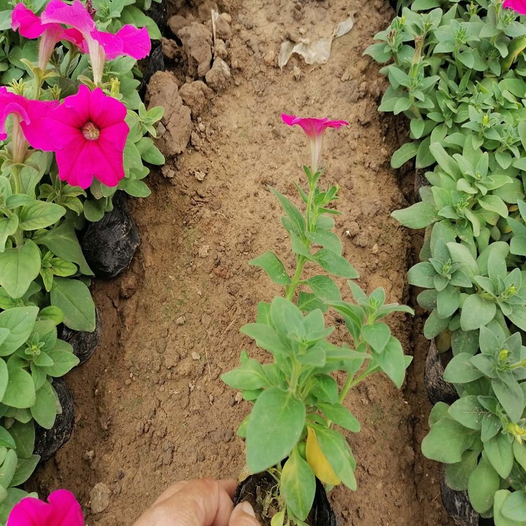 出售牵牛花  矮牵牛培育基地  喜温暖阳光