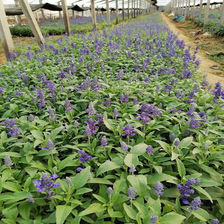 蓝紫色鼠尾草花海   鼠尾草小苗供应商  花期长 