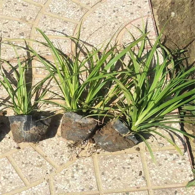 涝峪苔草种植批发 涝峪苔草价格 山东涝峪苔草现货供应 江瑞观赏草基地 欢迎致电咨询