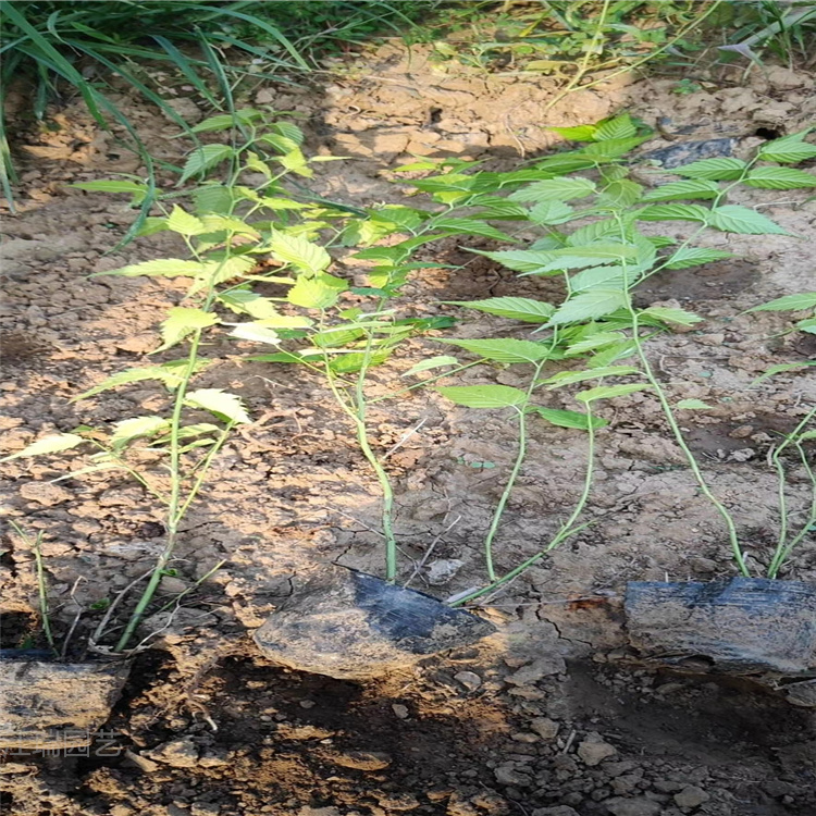 棣棠价格 棣棠小苗批发 青州棣棠基地