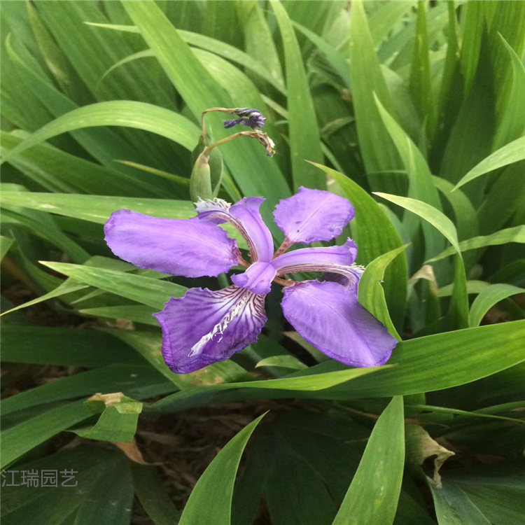 蓝花鸢尾价格 黄花鸢尾基地 山东江瑞园艺鸢尾精选厂家