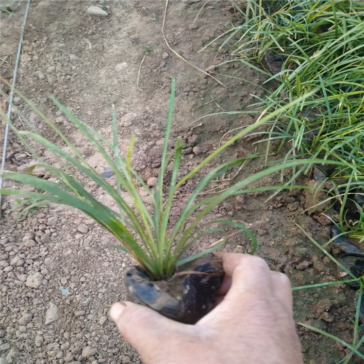 江瑞观赏草基地 青绿苔草价格表 多芽青绿苔草供应 量大从优