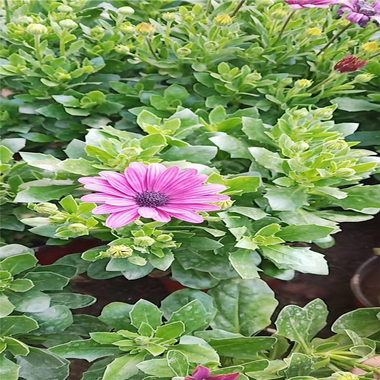南非万寿菊基地 青州南非万寿菊价格 万寿菊行情 厂家直供 欢迎选购