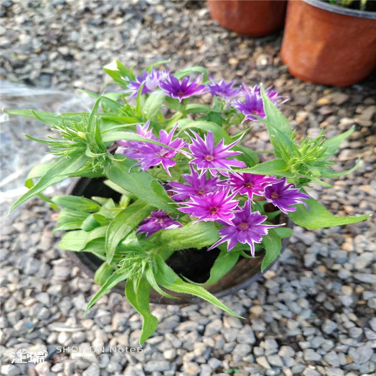 福禄考种植基地 明星福禄考价格 多芽福禄考现货供应 江瑞花卉