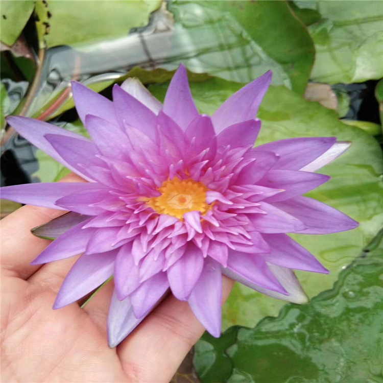 青州睡莲基地 品种睡莲价格 多色睡莲批发 江瑞水生植物现货供应