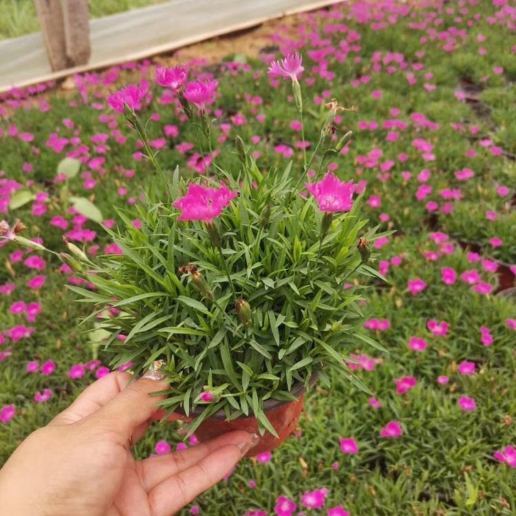 公园绿化欧石竹  欧石竹穴盘苗  浅色系草花，可用于花海打造
