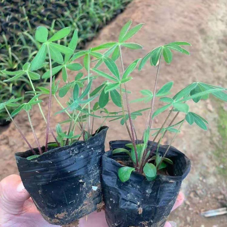 潍坊鲁冰花  扇羽豆价格  喜气候凉爽，阳光充足