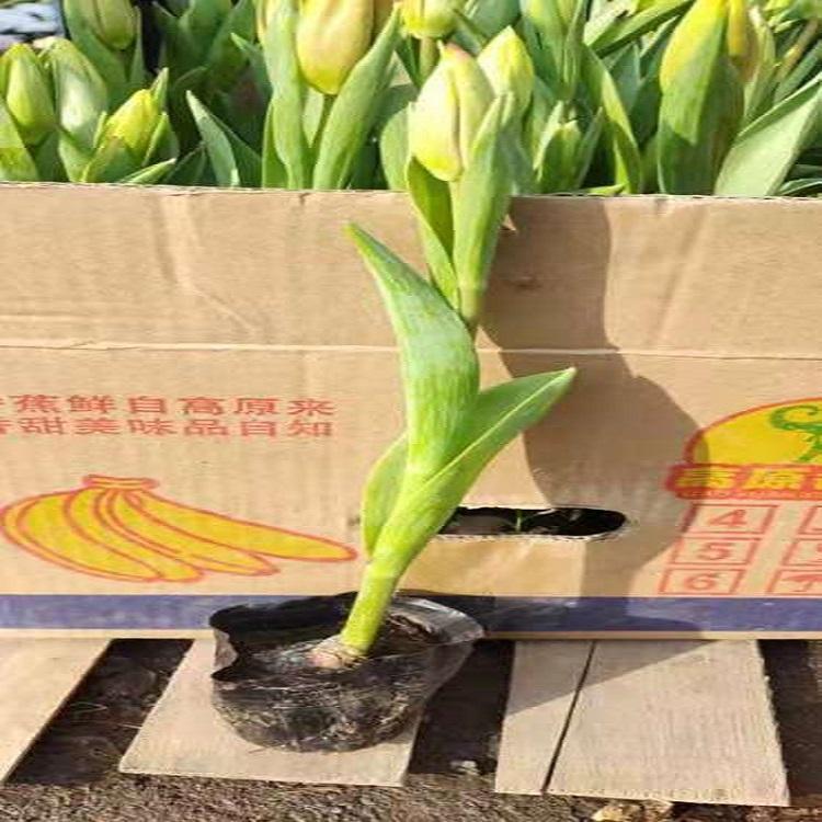 郁金香报价 郁金香供应商 多年生草本植物