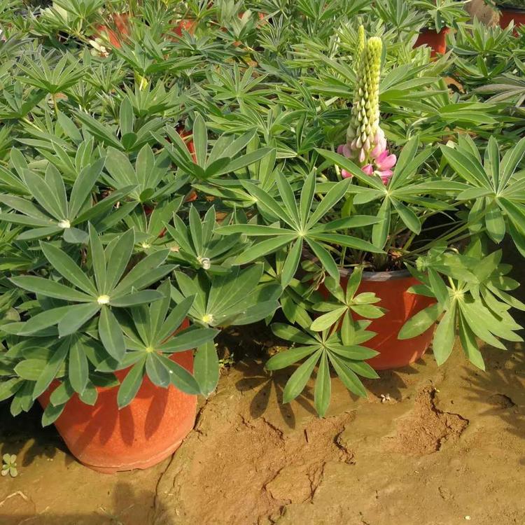 冠森  鲁冰花基地  花期长，观赏性好