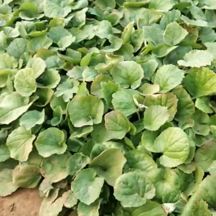 山东二月兰  二月兰价格 可用于公园花坛点缀