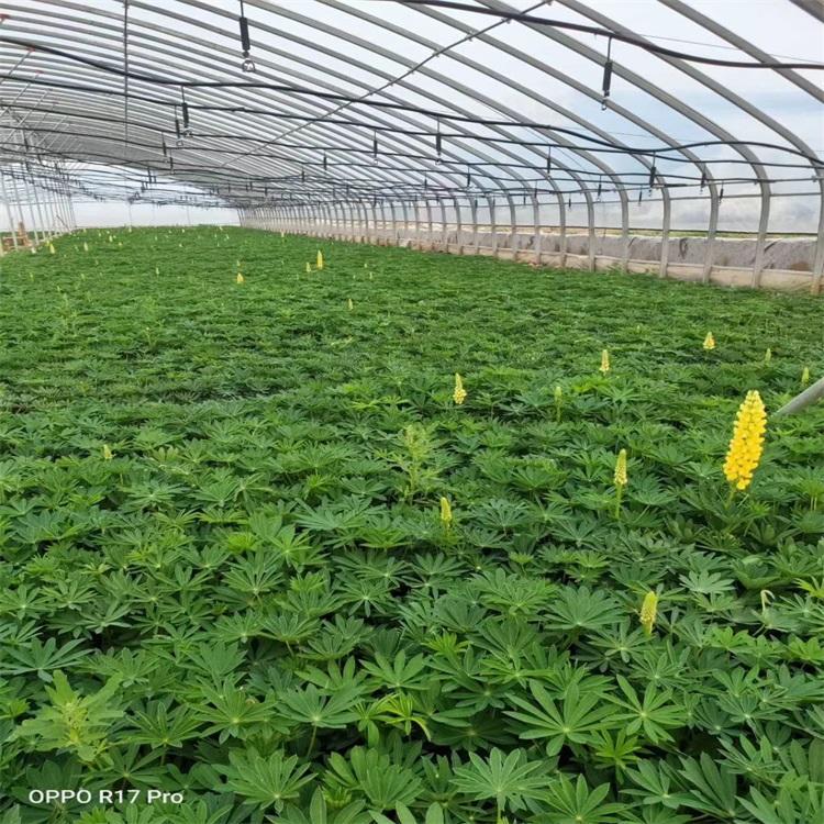 山东冠森  扇羽豆盆栽  喜气候凉爽，阳光充足