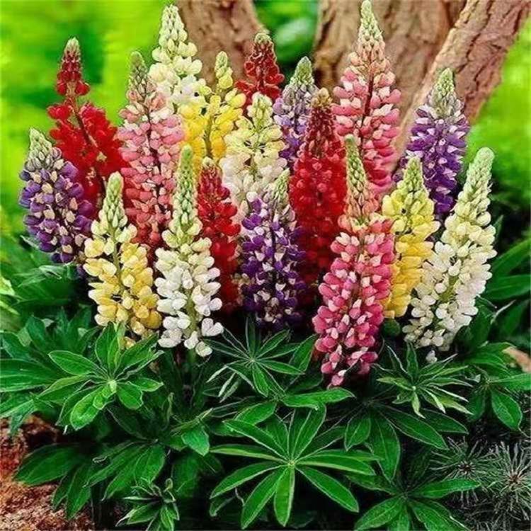 冠森  扇羽豆基地  花色艳丽丰富