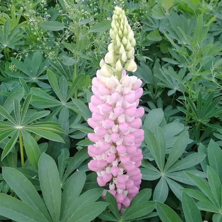 时令草花  扇羽豆盆栽  3-5月开花，4-7月结果