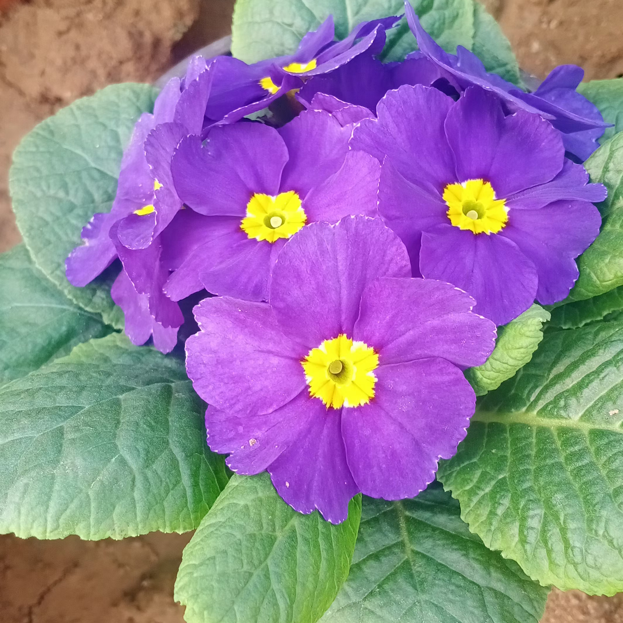 双色盆报春花  报春花小苗 早春开花