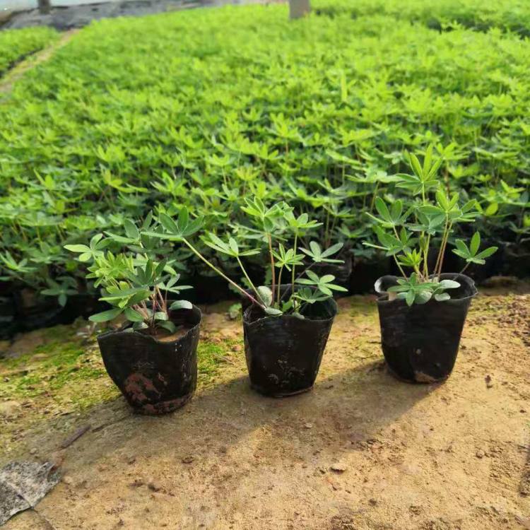 时令草花  鲁冰花基地  可用于片植或在带状花坛群体配植