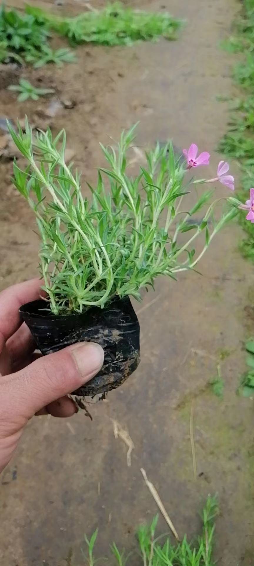 芝樱，丛生福禄考，花海景观，营养杯苗，易成活，好管理