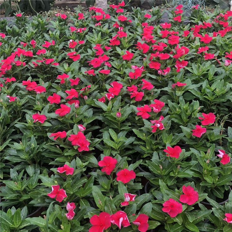 常年供应花苗  天天开批发  室内盆栽观赏