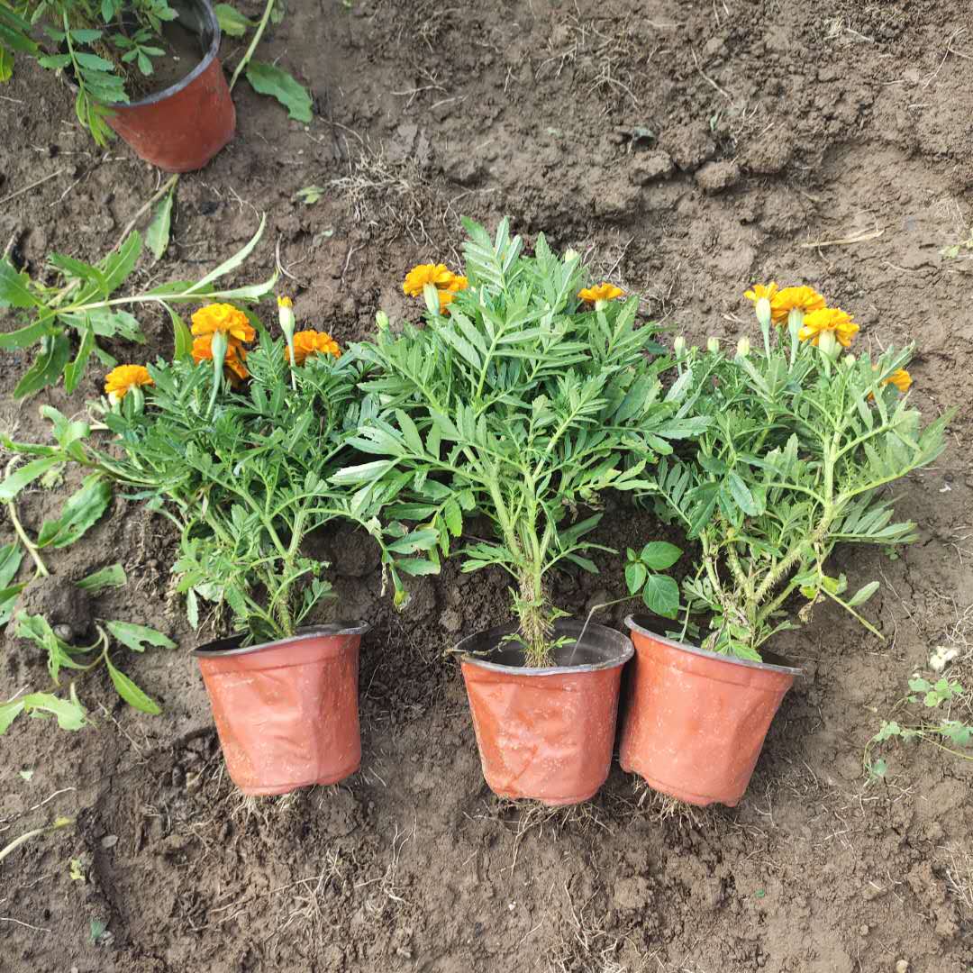 静竹  孔雀草批发 多用作花境前景或中景栽植