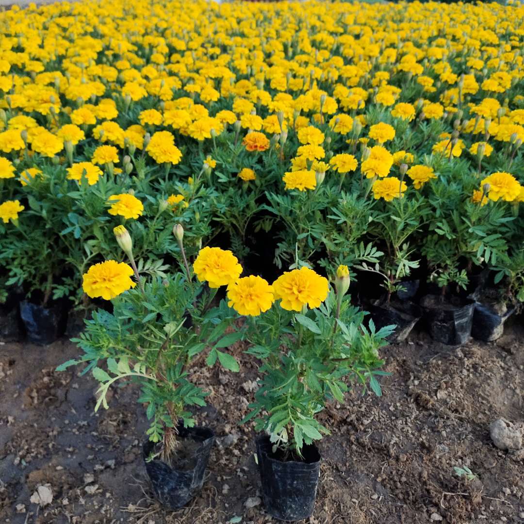 夏季孔雀草花海  孔雀草价格  欢迎实地选苗