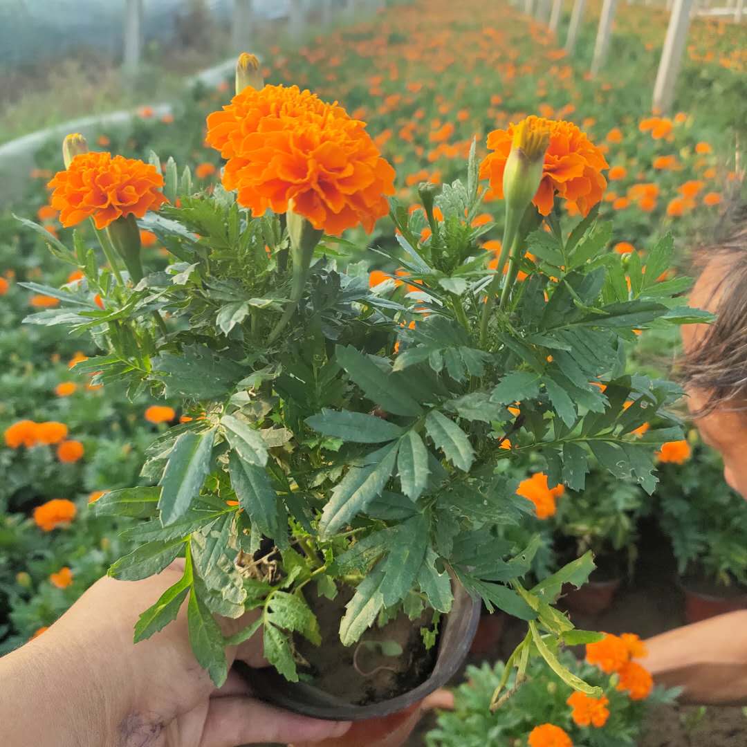 静竹  孔雀草供应商 多用作花境前景或中景栽植