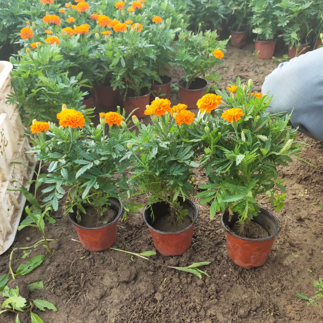 节日租摆草花孔雀草  孔雀草基地  景观工程报价