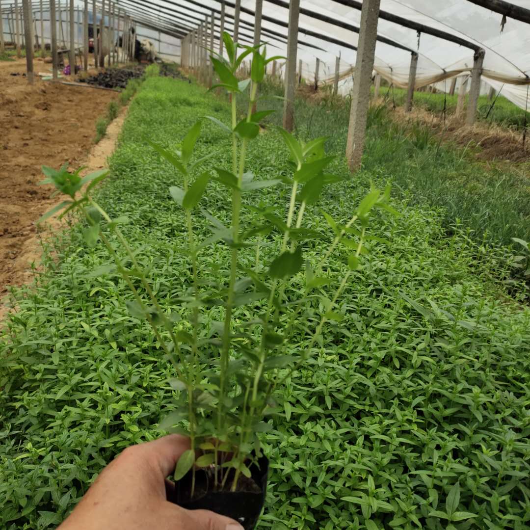 千屈菜小苗现挖现发 千屈菜盆栽 多用于浅水绿化 造景等