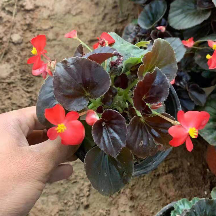 长势好易成活的四季海棠杯苗 观赏花卉 泽鑫批发