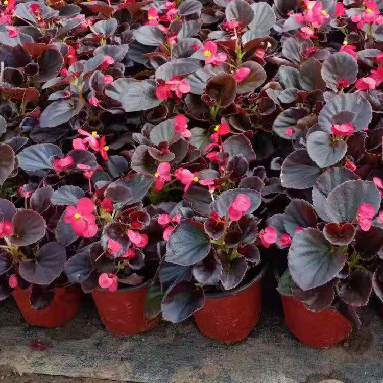 四季海棠杯苗 花色鲜艳 观赏植被 批发供应