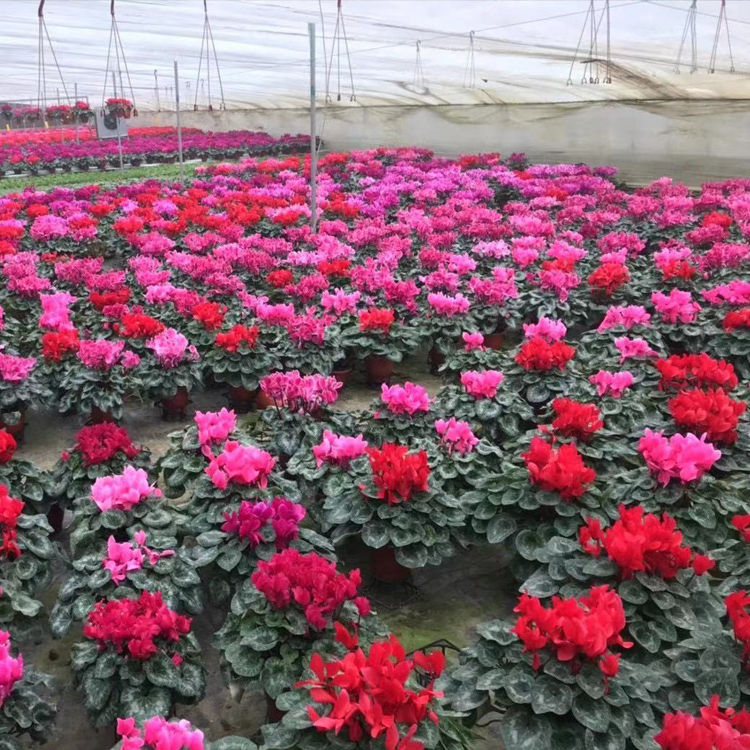 多年生草本仙客来盆栽 中嘉仙客来花卉批发 量大从优
