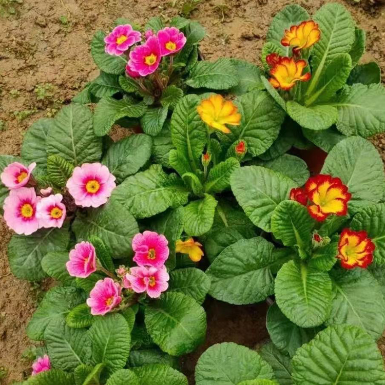 多年生草本雏菊批发 中嘉基地种植 观赏性高