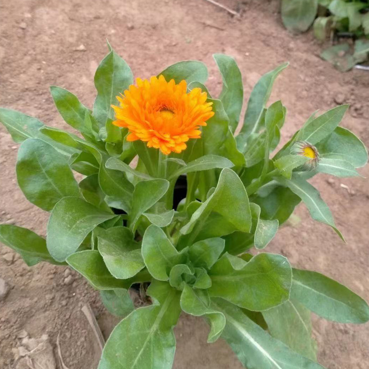 较耐移植移植 多年生草本雏菊 中嘉花卉种植基地