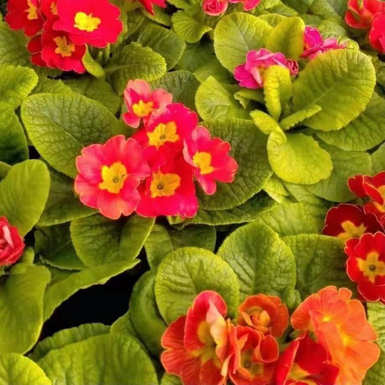 多年生草本雏菊批发 中嘉基地种植 质优价廉