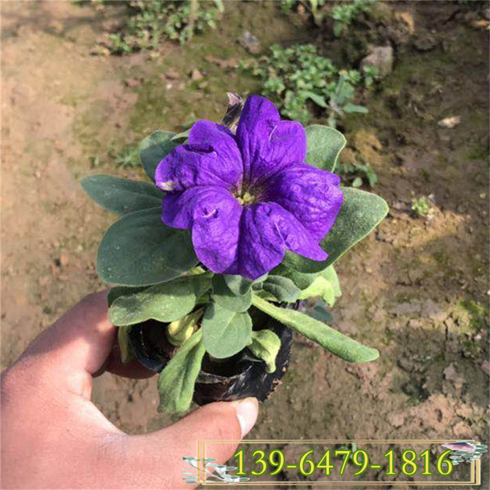 五彩矮牵牛杯苗价格 便宜的矮牵牛小苗 花坛用花美化城市花苗