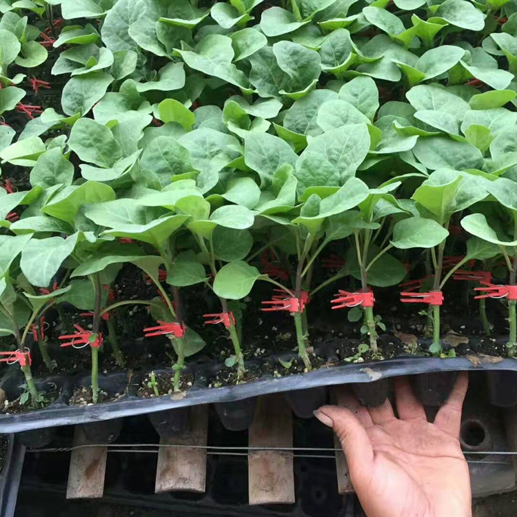 寿光单果重400g紫萼线茄种苗   紫萼线茄种苗种苗基地