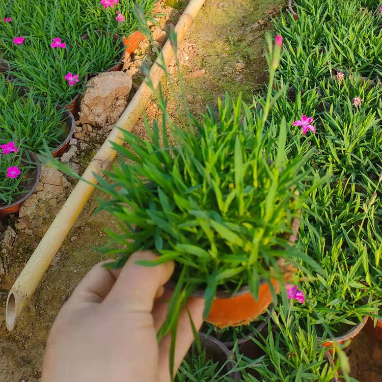基地批发 欧石竹小苗 双色盆欧石竹 租摆花卉